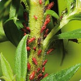 Aphids